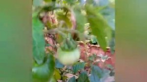 томат Медная река