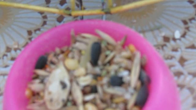 Песчанки смотреть онлайн