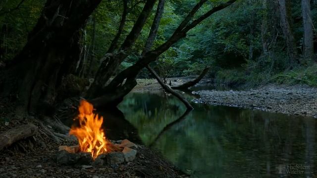 Бегония клубневая из семян дома смотреть онлайн