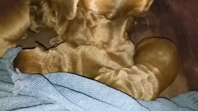 Lisa and puppies Labrador Retriever Chocolate лабрадор ретривер шоколадный щенки смотреть онлайн
