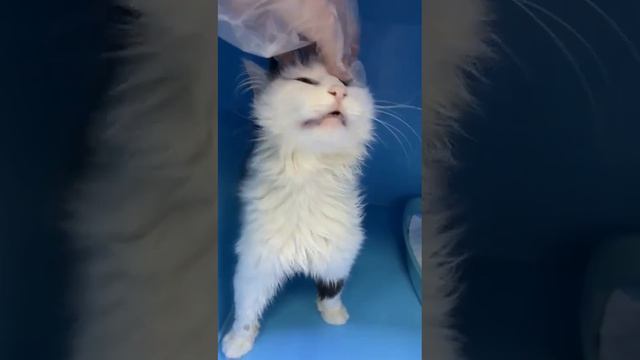 Домашнего Масяню выкинули в мороз и снова ему грозит улица😥