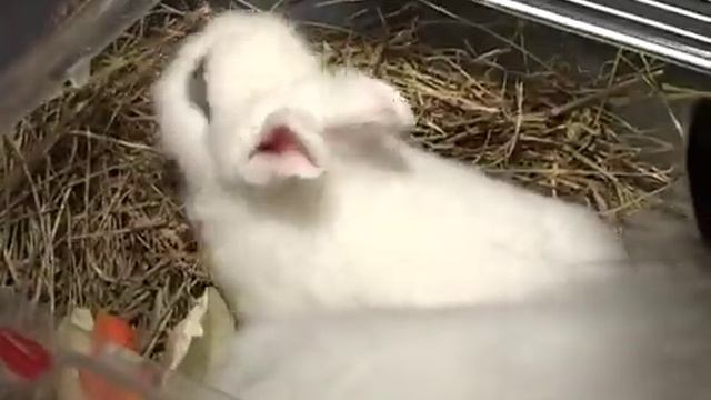 Личный архив.КАК УХАЖИВАТЬ ЗА КРОЛИКАМИ смотреть онлайн