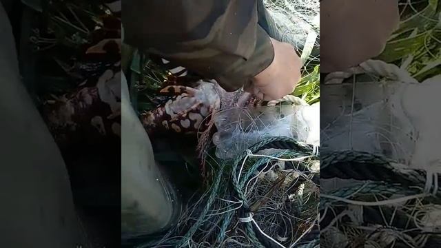 Морской бычок(камчатка) смотреть онлайн