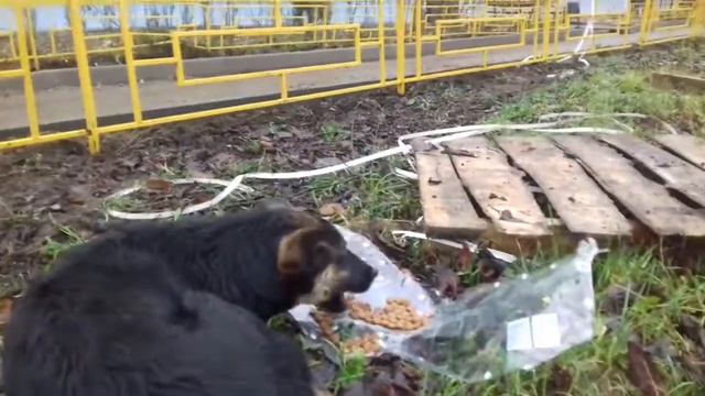 Гуляем с собаками одна Такса Вики а другая дворняжка смотреть онлайн