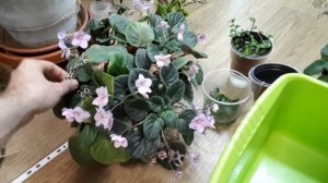 Посадка черенков традесканций / фитильный полив