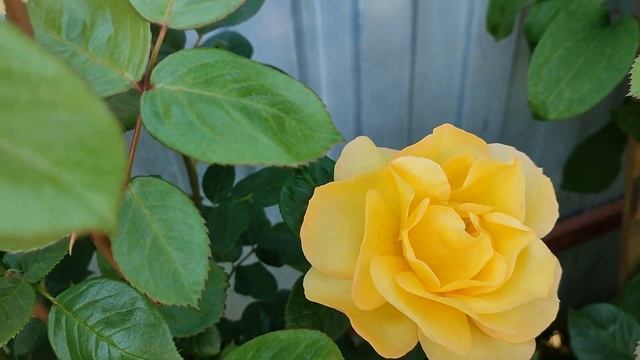 Роза Артур Белл в Подмосковье смотреть онлайн