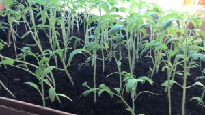 Выращивание рассады без пикировки ( самый простой способ )