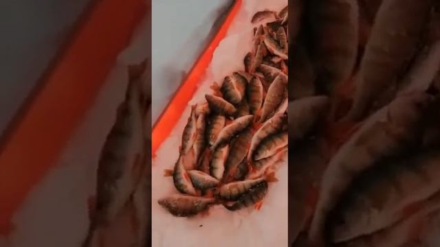 Окунёвая зимняя рыбалка, отчёт с Песчаного от 8 февраля 2022 года смотреть онлайн