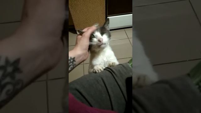 Серый требует ласки и внимания. смотреть онлайн