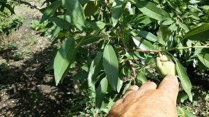 Миндаль форос и его опылитель