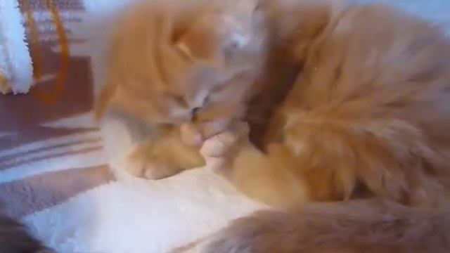 Котята мейн кун.