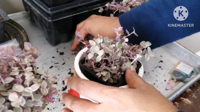Callisia repens / Pink lady care & repotting смотреть онлайн