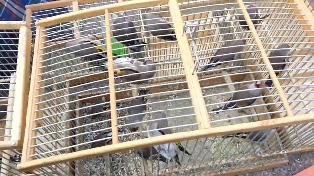 Рынок птици Таджикистан город Истаравшана Poultry Market Tajikistan city of Istaravshan смотреть онлайн