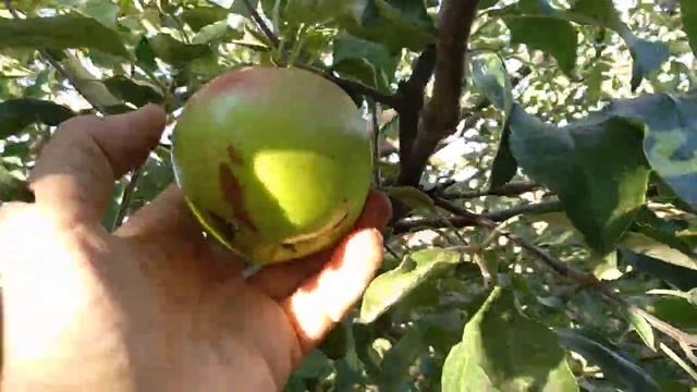 Яблоні Ренет Семеренко & Гренні Сміт (прищепи) смотреть онлайн