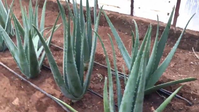 ALOE VERA - Transferring A Massive Aloe Vera Garden to Our New Place смотреть онлайн