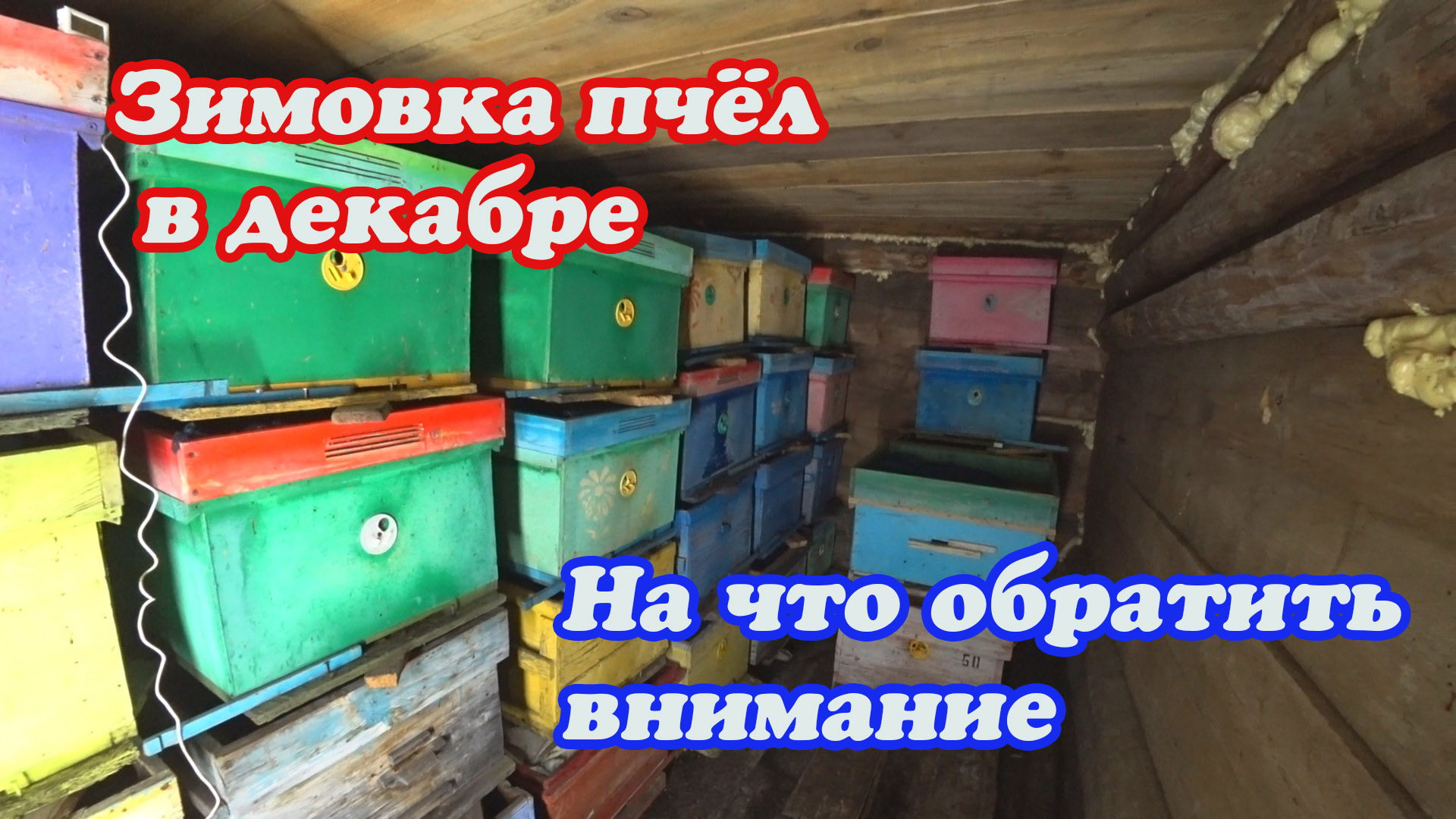 ЗИМОВКА ПЧЁЛ В ДЕКАБРЕ, НА ЧТО ОБРАТИТЬ ВНИМАНИЕ, НАШЛАСЬ БЕГЛАЯ СОБАКА смотреть онлайн