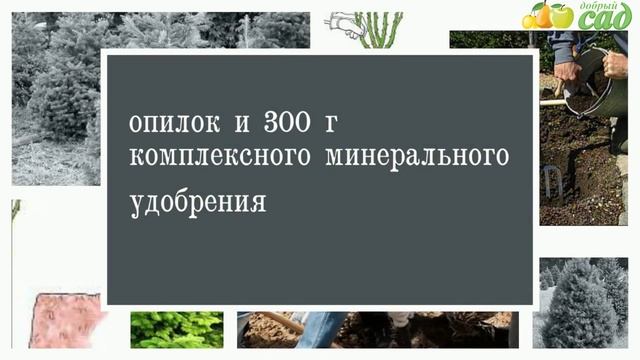 Посадка пихты - как правильно посадить пихту смотреть онлайн