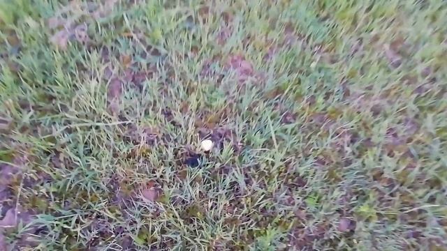 Пчеловодство,вывод маток просто,для начинающих смотреть онлайн