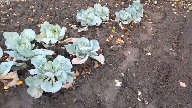 Обзор огорода,12 ноября 23г смотреть онлайн