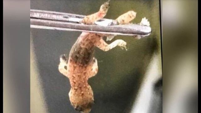 Китайские медики потеряли хвост ящерицы в ухе мужчины смотреть онлайн