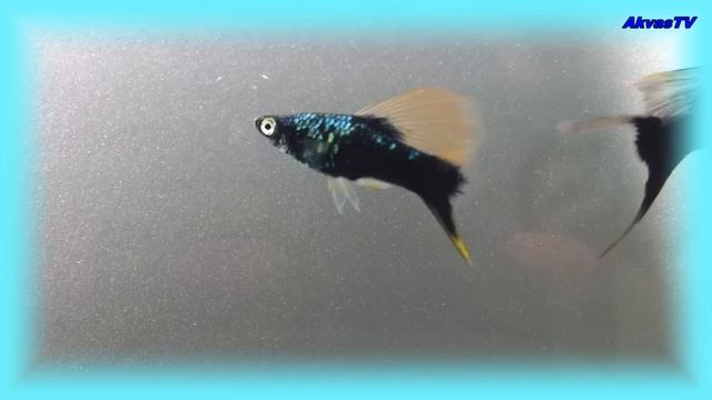 МЕЧЕНОСЕЦ ЧЁРНЫЙ (ФЛАГОВЫЙ + ФЛАГОВЫЙ ВИЛОЧНЫЙ) смотреть онлайн