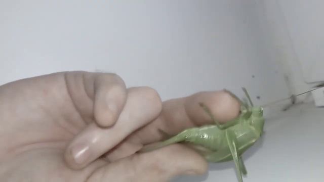 огромный зелёный кузнечик кусаеться больно смотреть онлайн