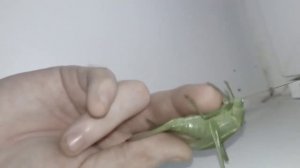 огромный зелёный кузнечик кусаеться больно