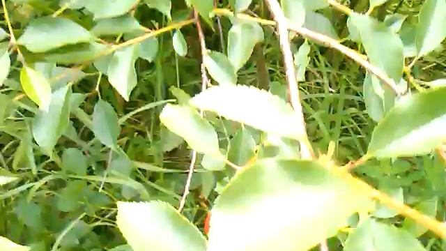 Домовладелец Профи