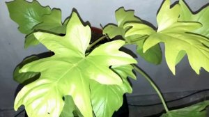 Почему желтеют листья у филодендрона и другие проблемы выращивания.