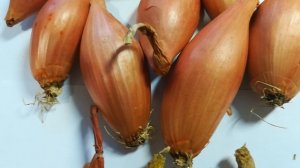 Лук шалот банановый деликатес видео 19