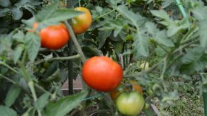 Сорт - "СТАРОСЕЛЬСКИЕ". Томаты от Фёдора.