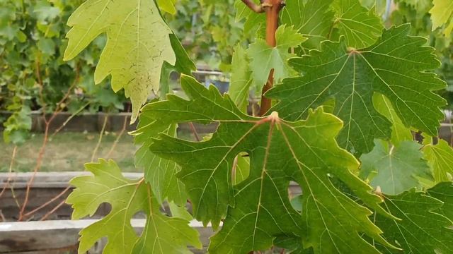 Вызревание лозы. Урожай почти убран. 12.09.2022