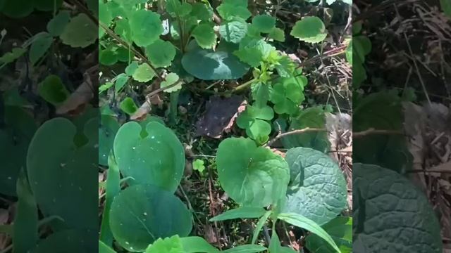 Лес на участке смотреть онлайн