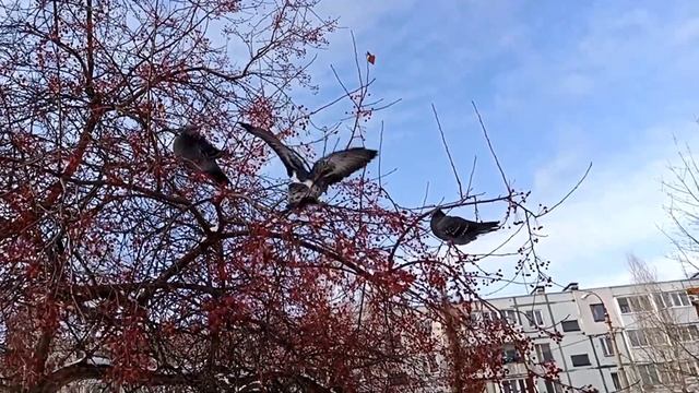 Птички и не только они! смотреть онлайн