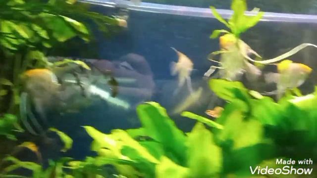 Нашли в Аквариуме НеМо и ДоРИ? смотреть онлайн