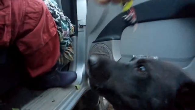 Я в шоке!!! Собака ест черемуху. смотреть онлайн