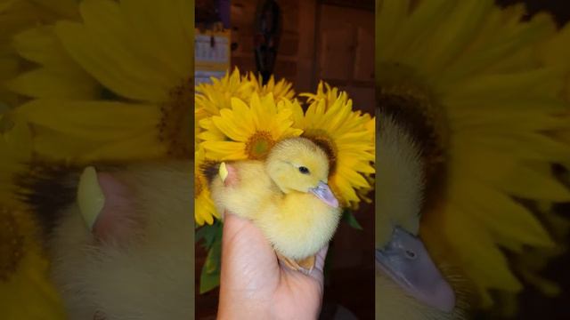 Индоутенок и подсолнухи. смотреть онлайн