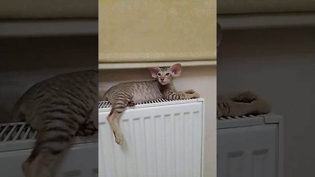 Котята петерболды, 2 месяца смотреть онлайн