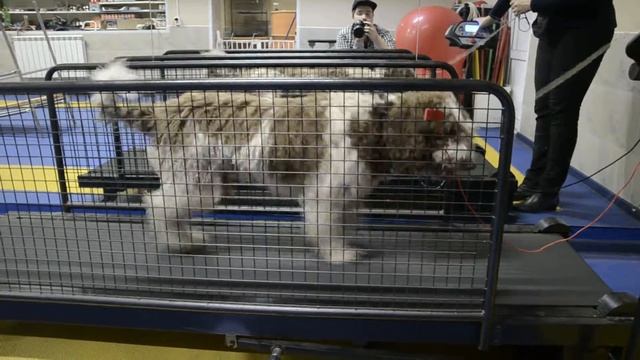 "КЦ Элита" Подготовка к выставке. Испанская водяная собака Форест смотреть онлайн