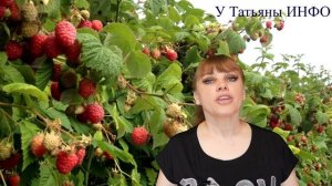 Рядом с чем нельзя сажать малину? Как посадить малину правильно?