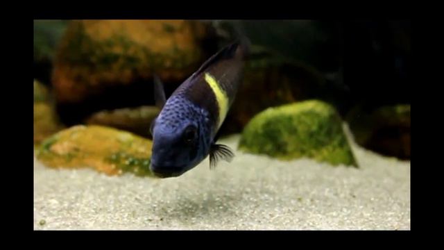 Трофеусы Tropheus duboisi Maswa смотреть онлайн