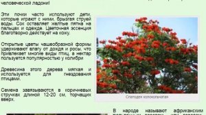 Спатодея колокольчатая, или Африканское тюльпанное дерево, Деревофонтан, Огненное дерево