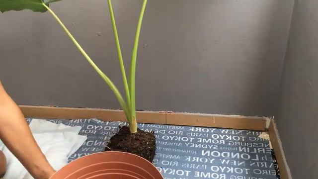 PLANTA OREJA DE ELEFANTE | Vamos a trasplantar | Ale plantas смотреть онлайн