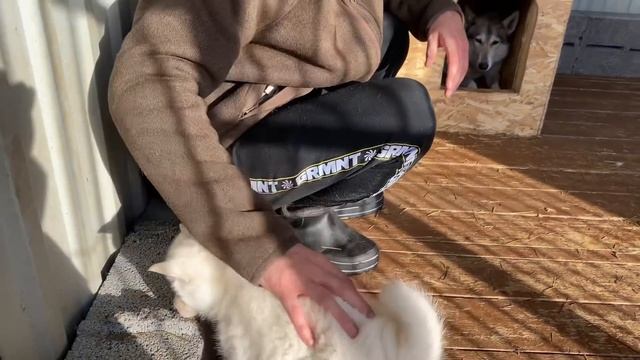 Самая лучшая Мать Вега приняла остальных щенков Кубы. Игра в перетягивание каната. смотреть онлайн