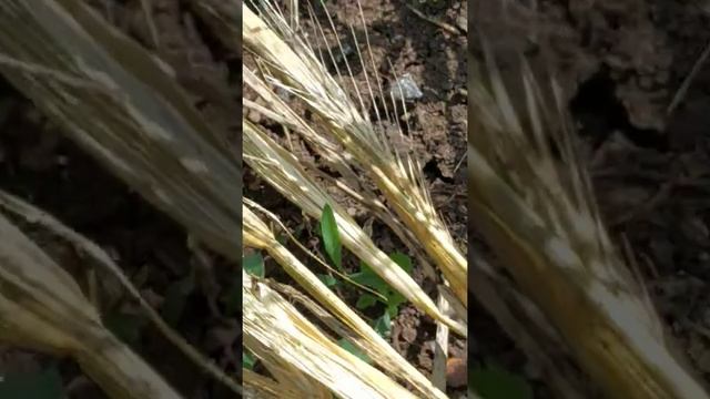 Рожь озимая после одного укоса или в какой стадии роста скашивать на мульчу или на сено .