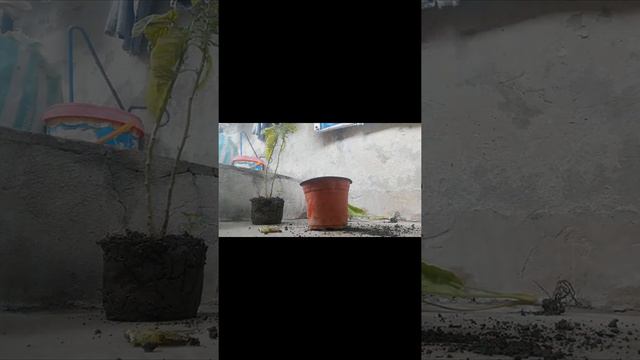 panibago na namang Halaman: ALOCASIA GREEN SHIELD|Plant Lovers Channel смотреть онлайн
