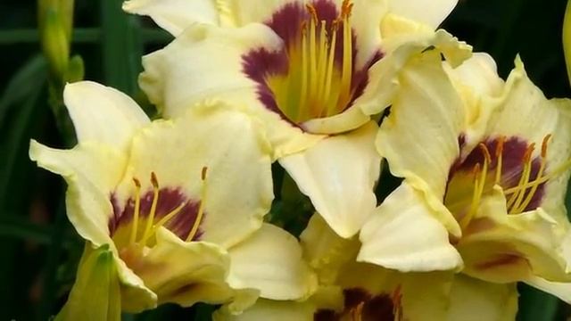 Красивая музыка и цветы  ( Beautiful Music And Flowers )