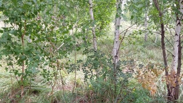 Муравейник в лесу. Рыжий муравей - лесной трудяга // anthill in the forest. ginger ant Woodworker. смотреть онлайн