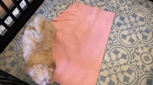 Мальтипу все о породе