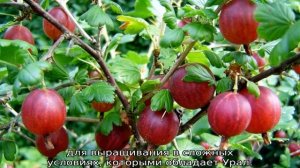 Сорта крыжовника